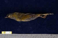 藏品(藪鳥)的圖片